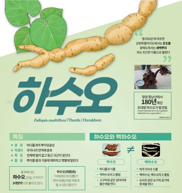 흰머리를 검게 만들어주는 ‘하수오’